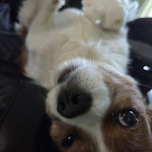 Finnegan Libby